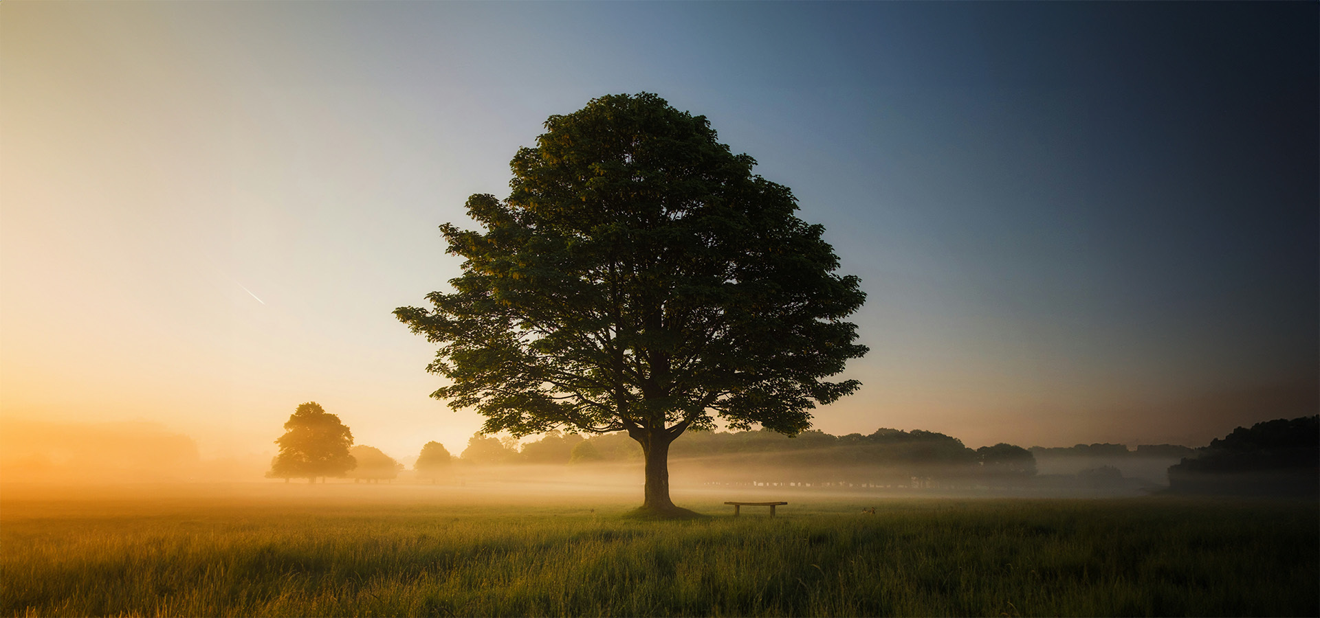 Ein einsamer Baum mit einer Bank im nebligen Wiesengrund bei Sonnenaufgang, umgeben von sanftem Licht und Ruhe, das die konservative, langfristige Anlagephilosophie von Azemos widerspiegelt.